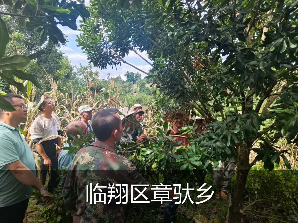临翔区章驮乡